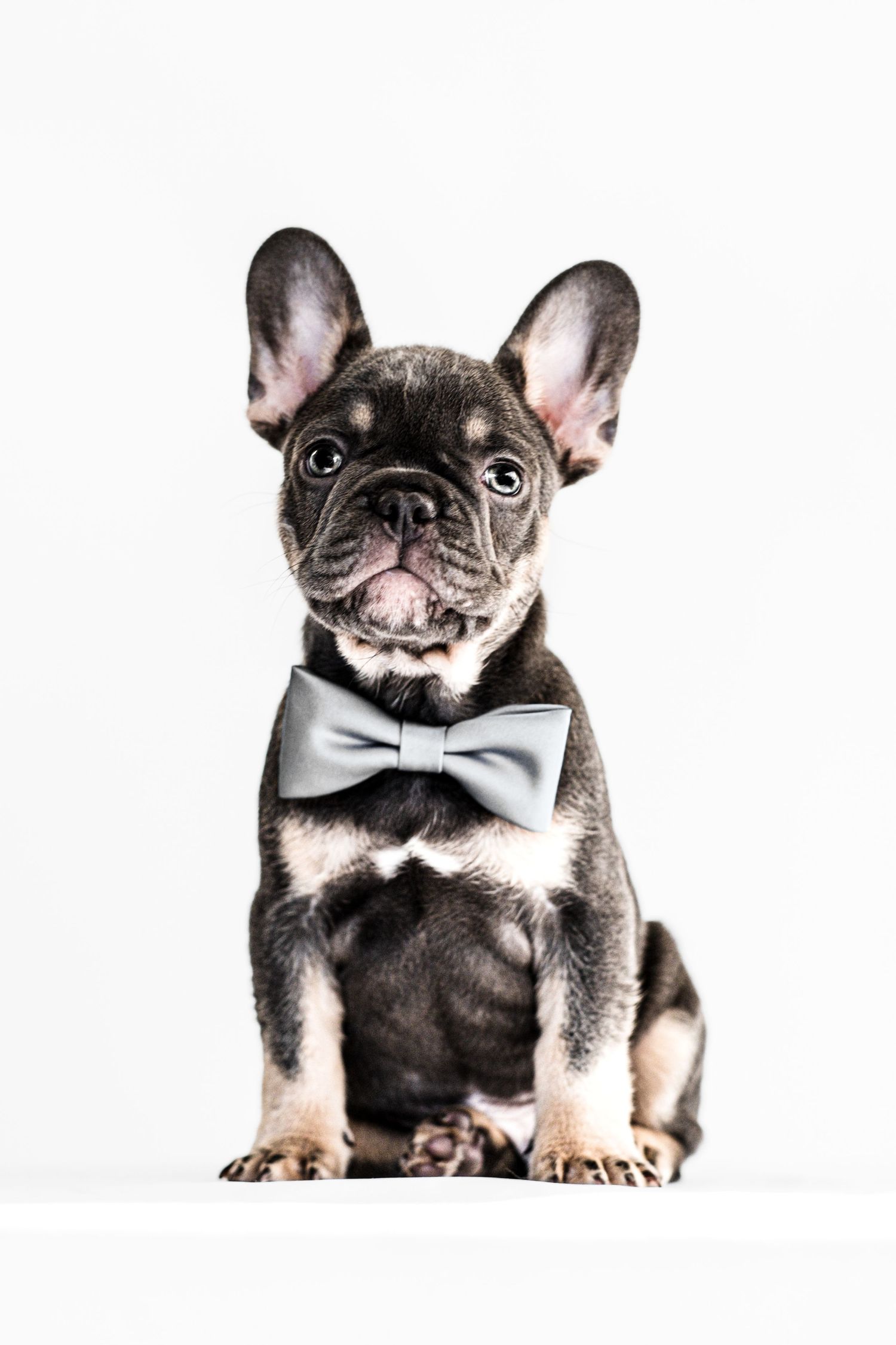A sequence of French Bulldog puppy portraits wearing a cute bow tie against white background.