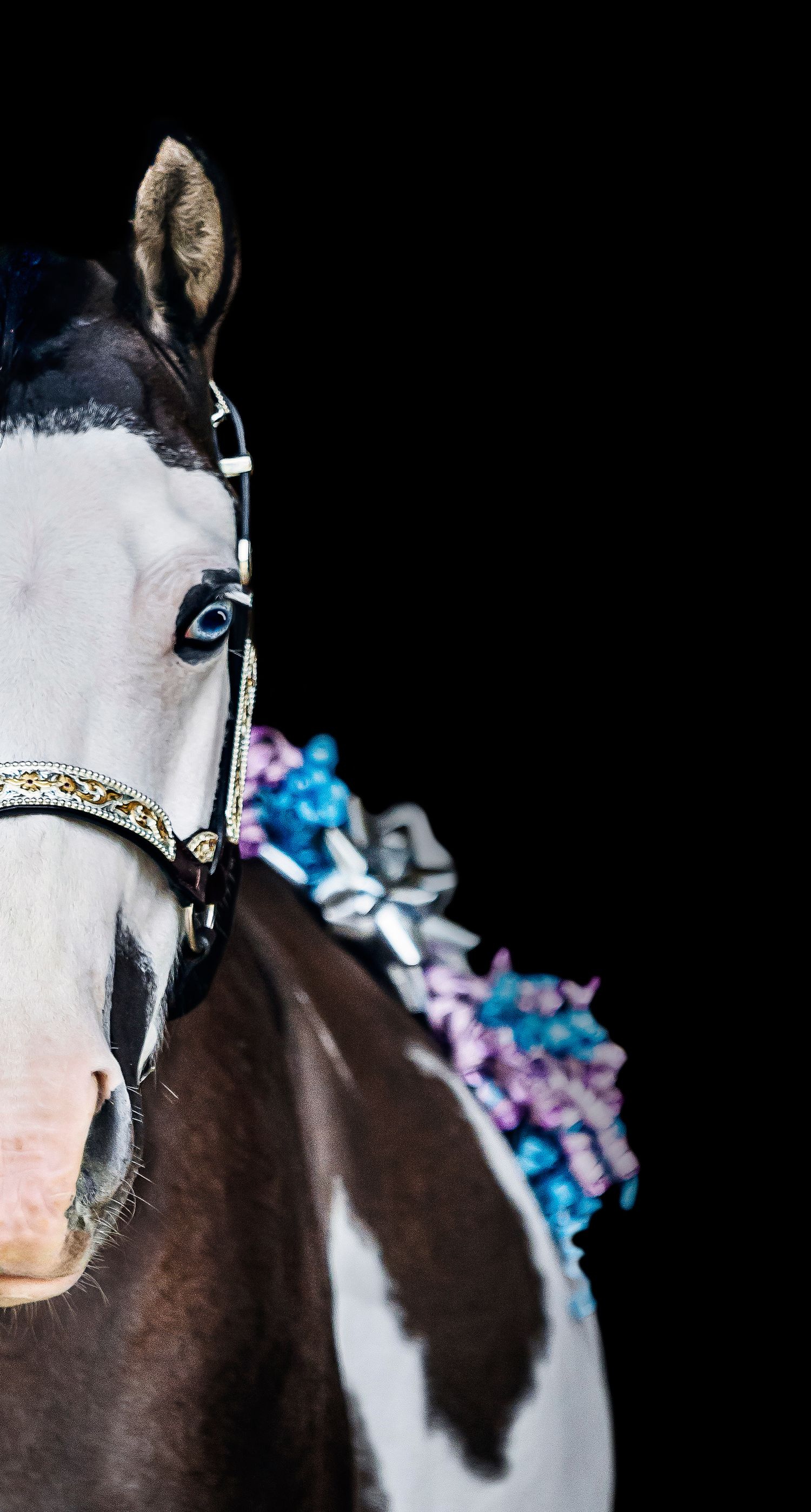 Dramatic equine black background portraits, highlighting your horse's elegance. Equine black background photographer. Surrey, BC.