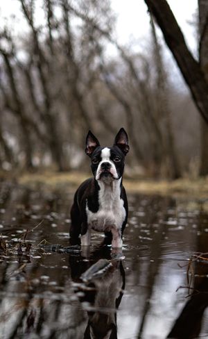Boston Terrier dog standing in shallow reflective water surrounded by bare winter trees.
