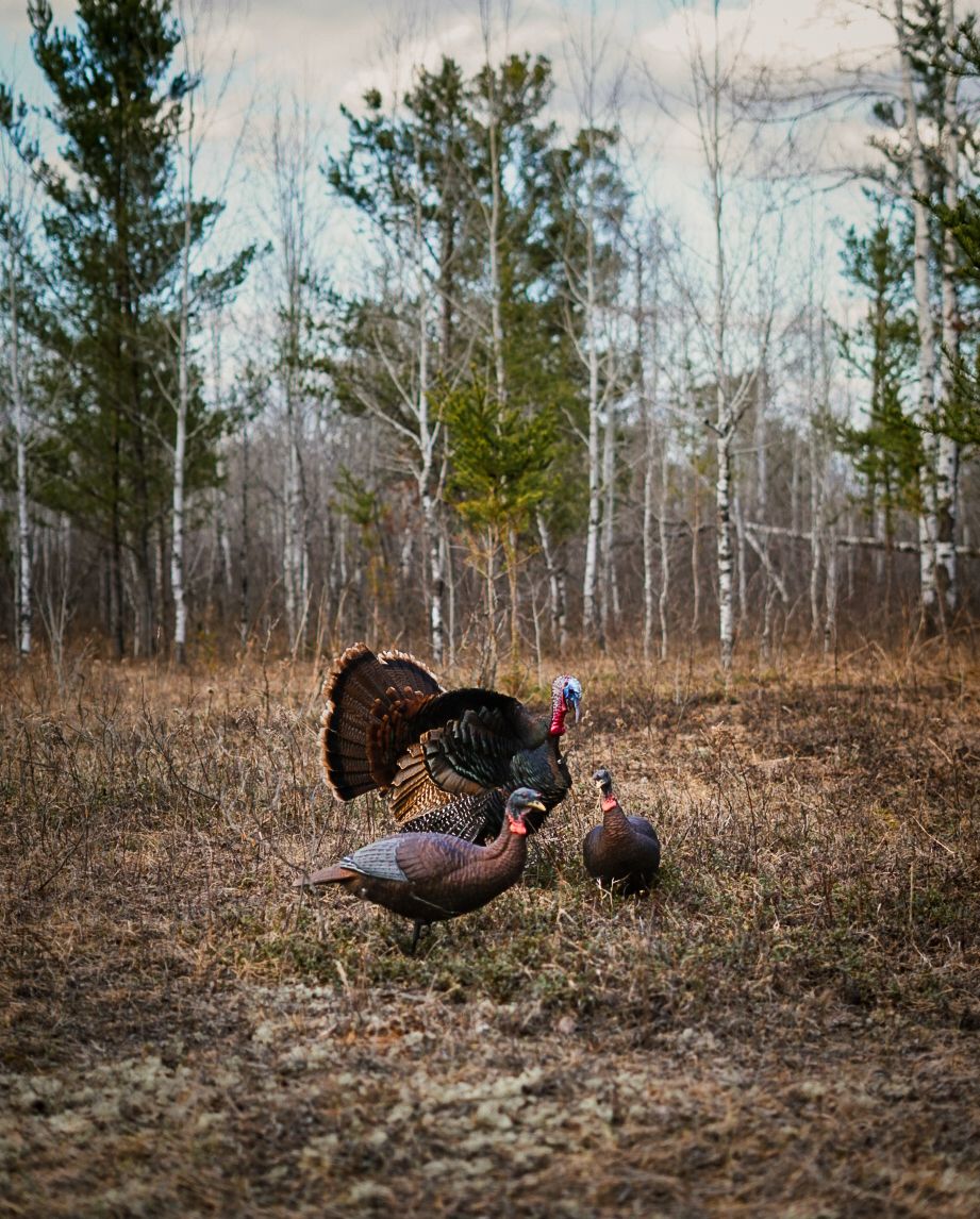 Wild turkeys strut across a hillside with bare trees in the background during autumn.
