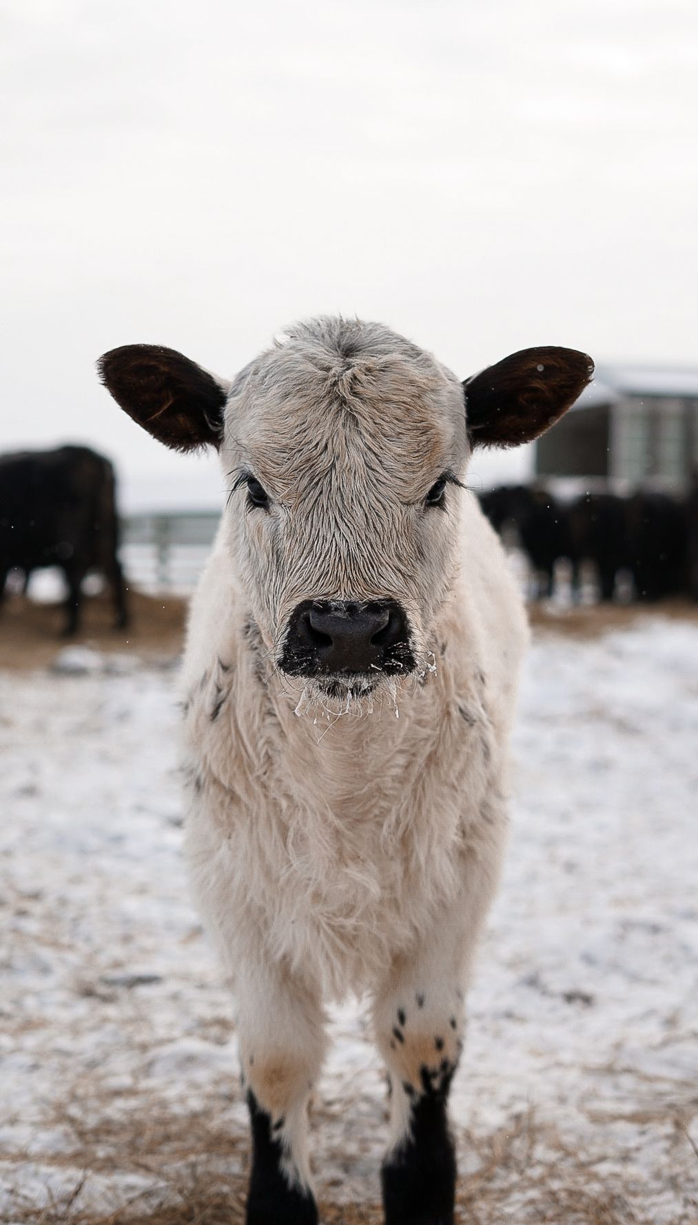 White fluffy calf standing in snowy field with dark nose and ears.