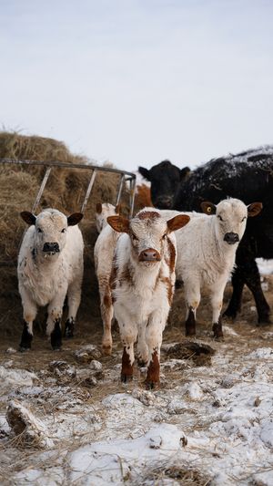 Group of white and brown calves standing together in snowy field.