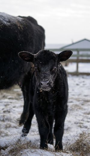 Black calf walking through snowy field with farm buildings in background.