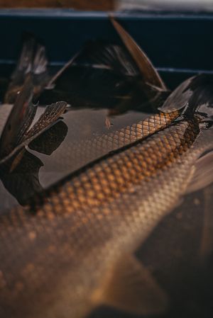 Close-up of textured metal diamond plate pattern with warm lighting.