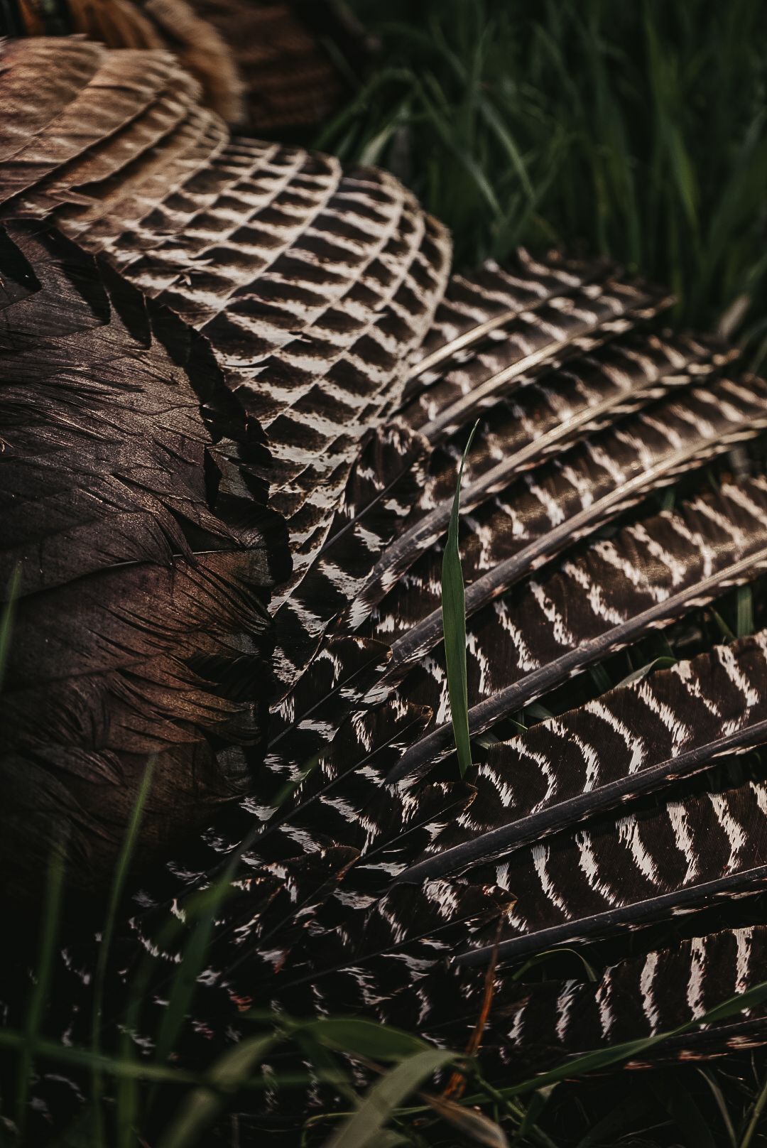 Close-up of turkey feather patterns showing detailed brown and white striped barring.