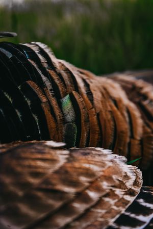 Close-up macro shot of brown turkey feathers showing intricate barb patterns and texture.