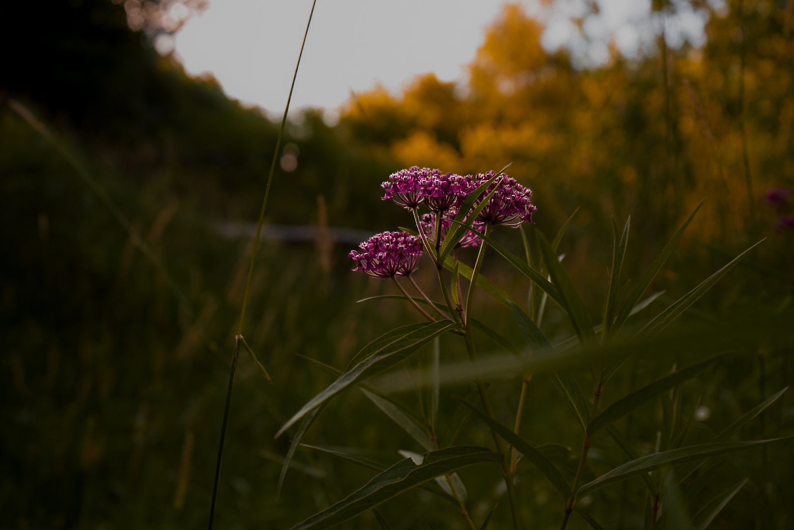 Purple wildflowers against a blurred natural background at sunset.