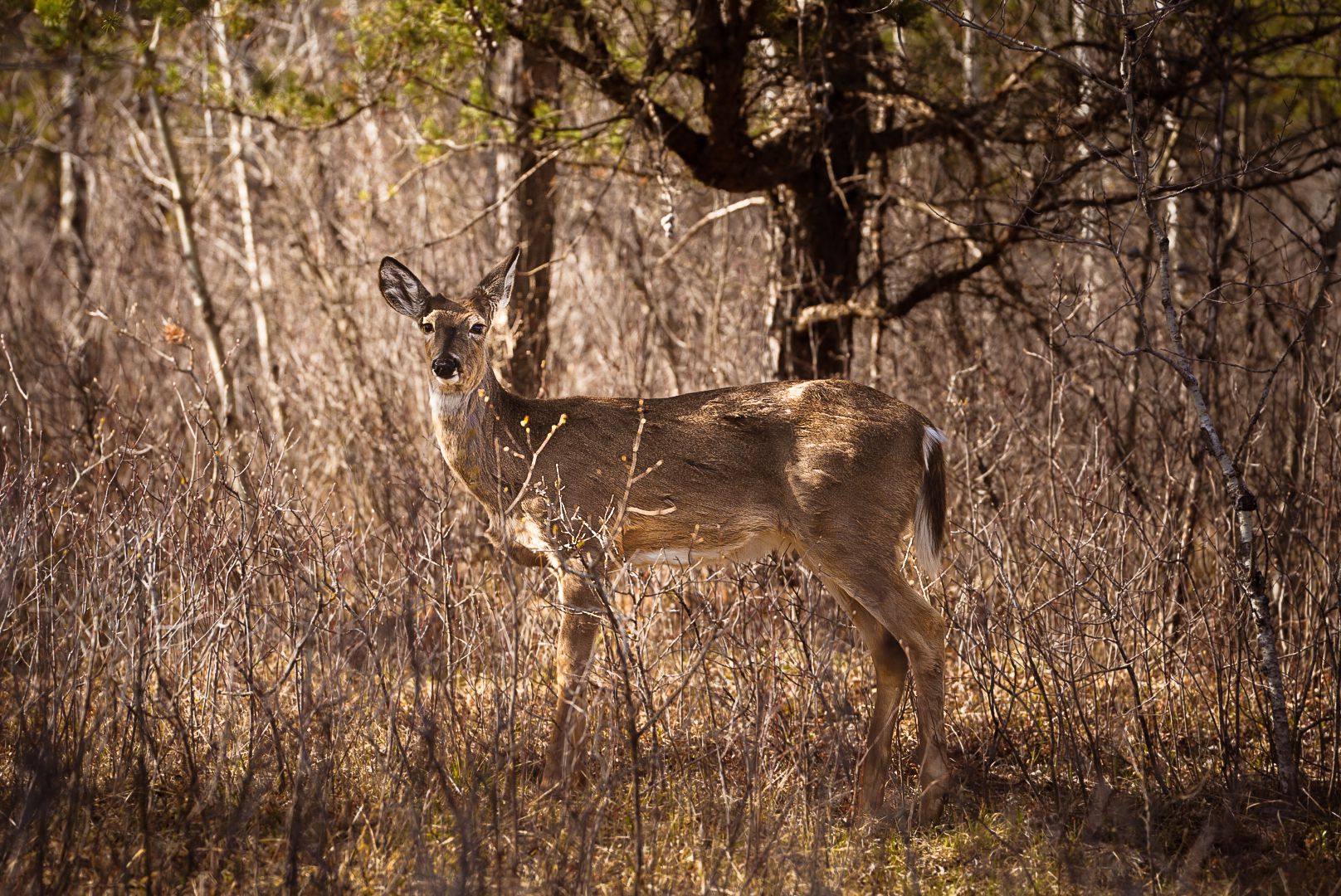 Wild deer herd moving through bare winter forest landscape.