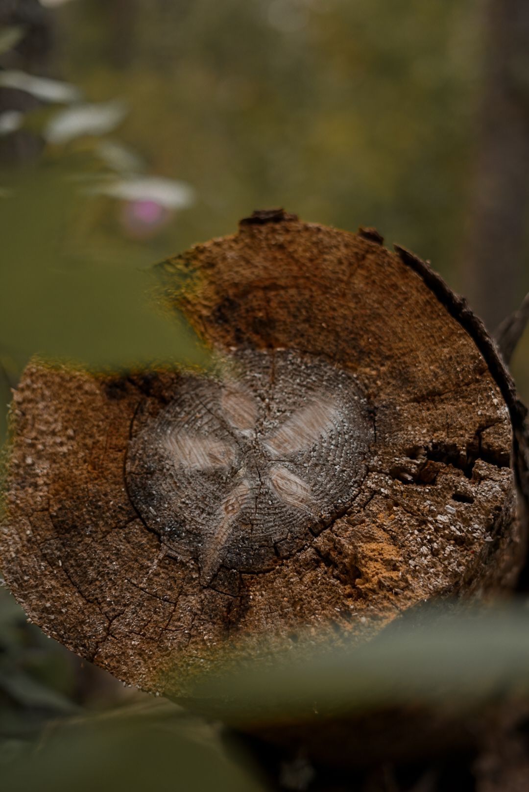 Close-up texture of weathered wood showing natural grain patterns and aging.