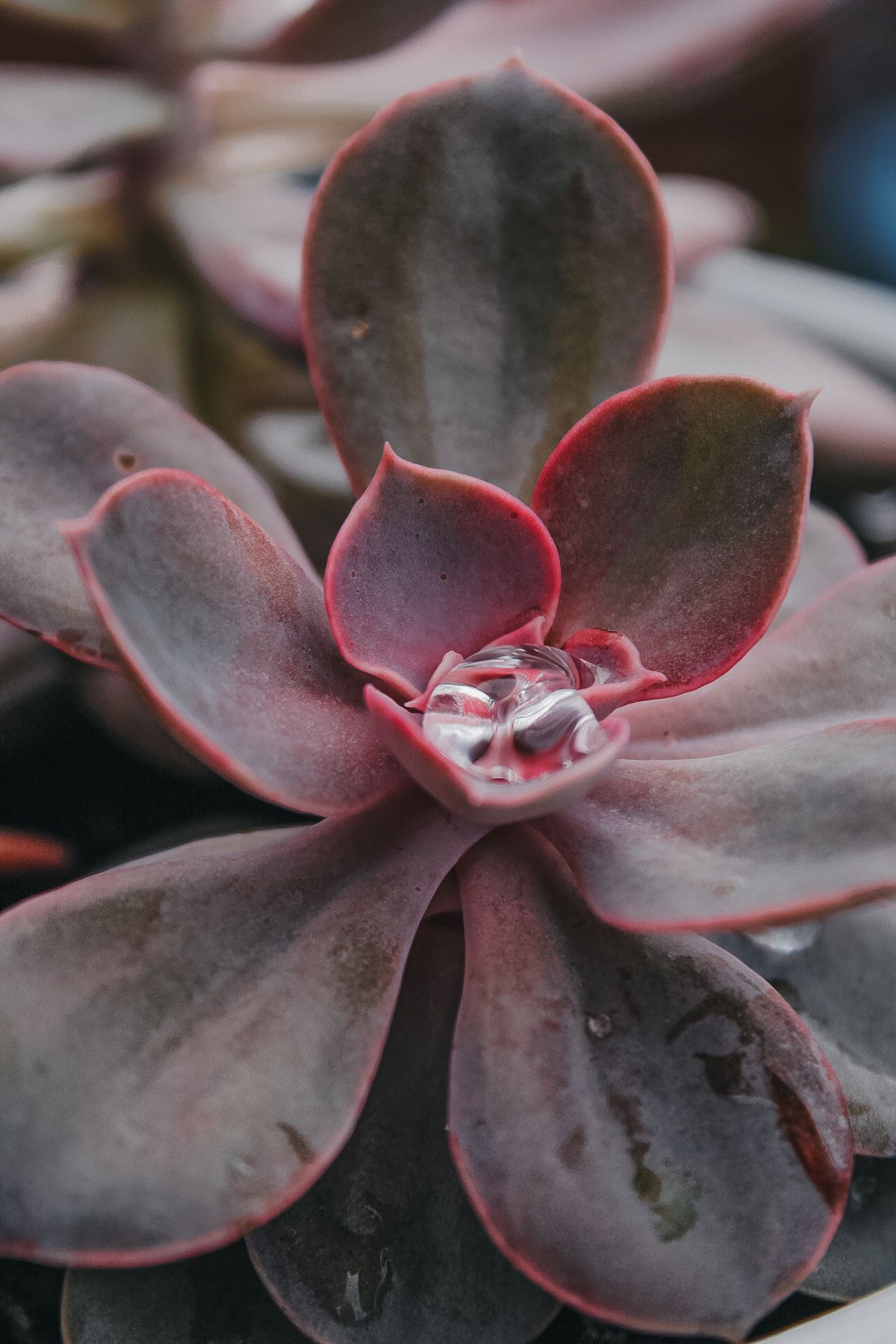 Close-up macro shot of purple succulent plant petals with pink edges.