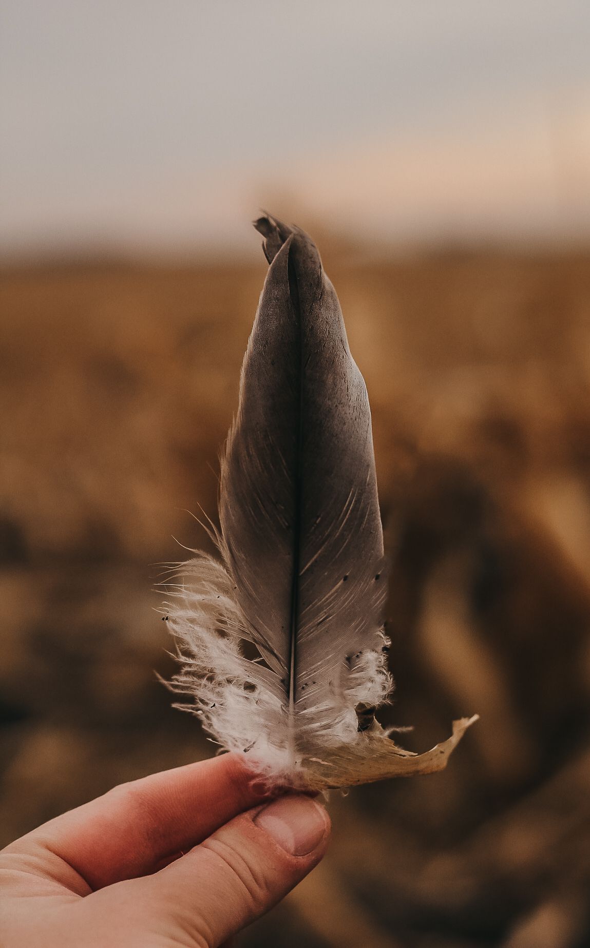 Hand holding a black and white feather against a blurred desert landscape background.
