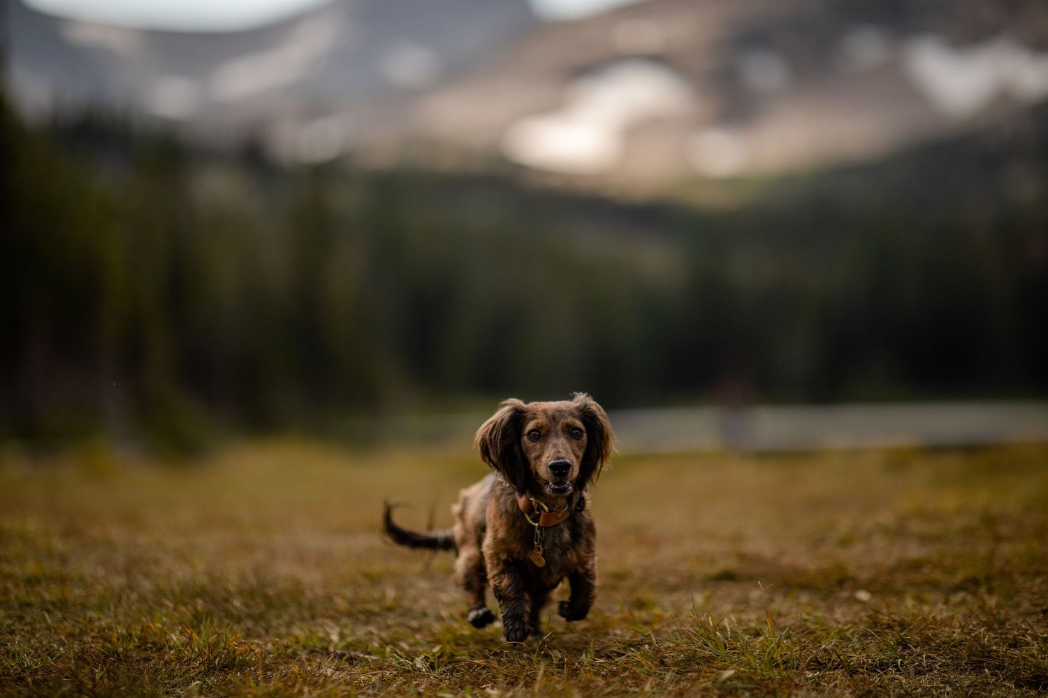 A miniature dachshund running through a scenic mountain landscape with snow-capped peaks in the background.