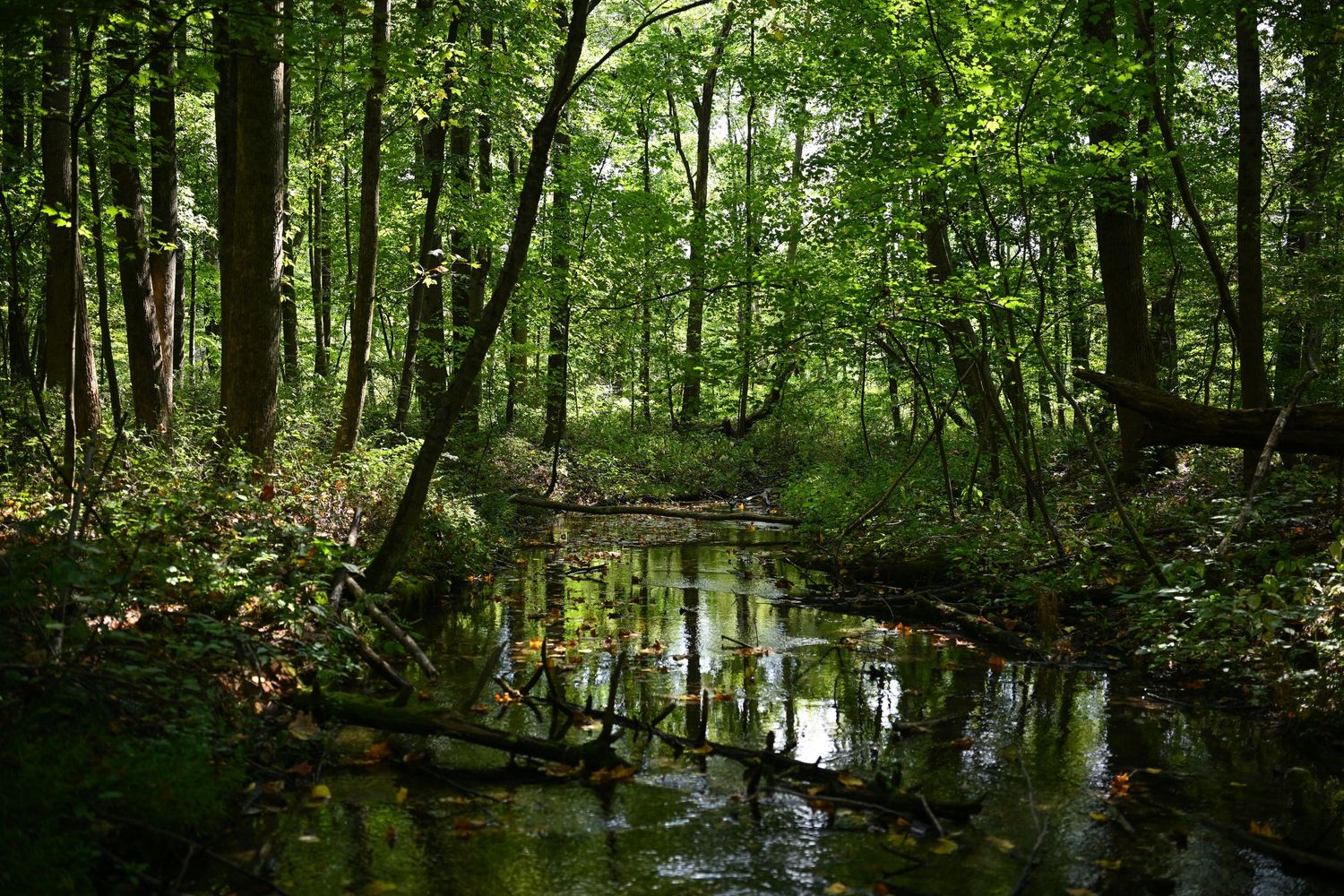 photograph of a creek in the summer afternoon