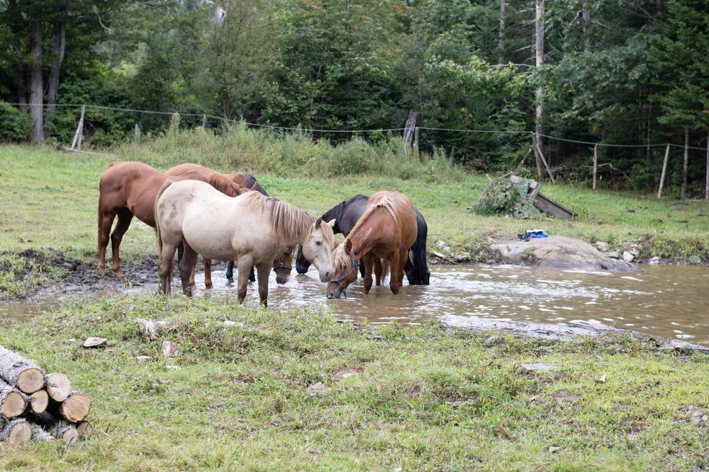 Herd of horses gathered near a water source in a lush green forest setting.