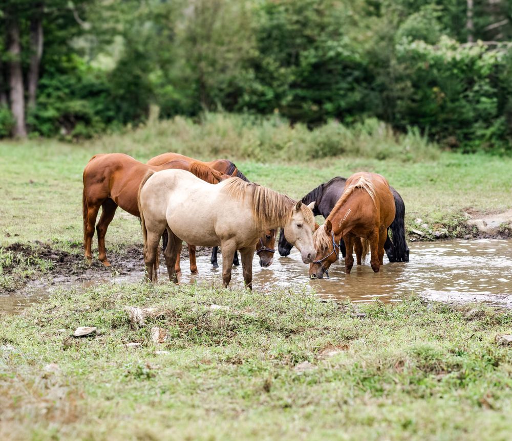 A group of miniature horses drinking water from a muddy pond in a grassy field.