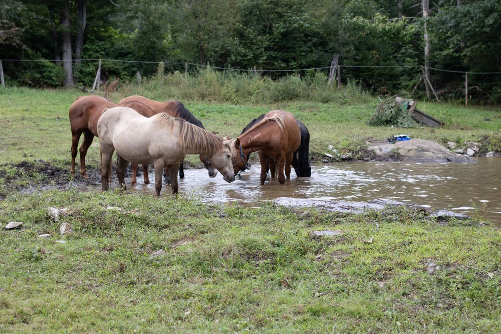 Group of horses drinking and wading in a shallow pond surrounded by trees.