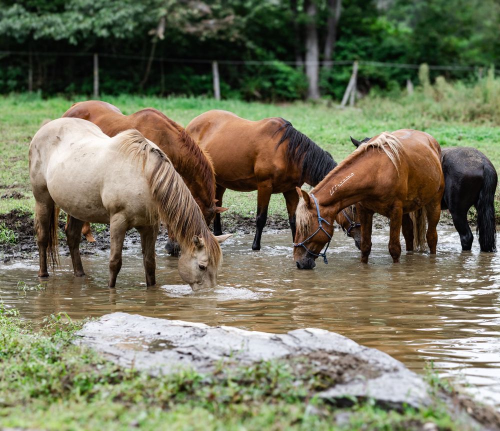Wild horses cooling off in a forest pond on a summer day.