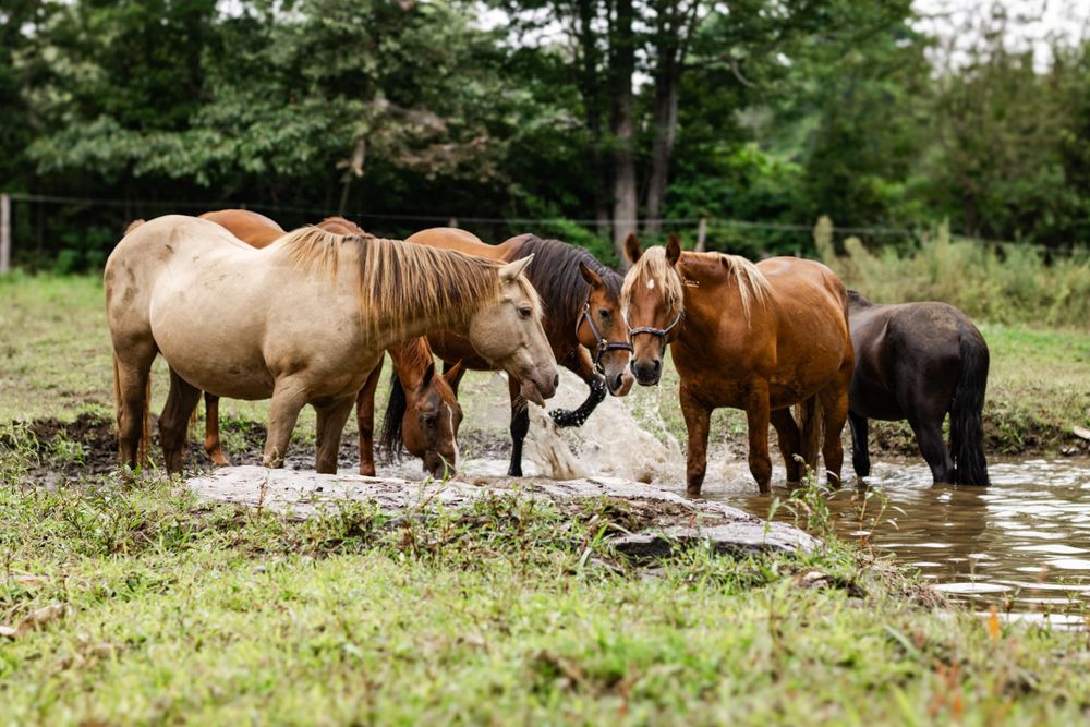Horses of various colors standing in and around a natural watering hole.