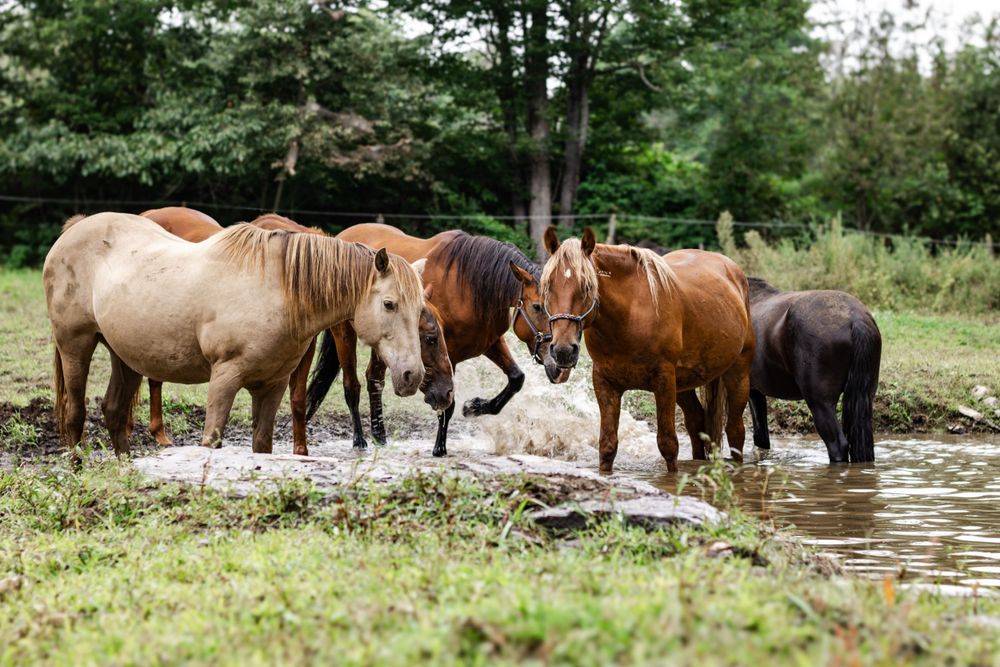 Mixed herd of brown and white horses gathered at a forest water source.