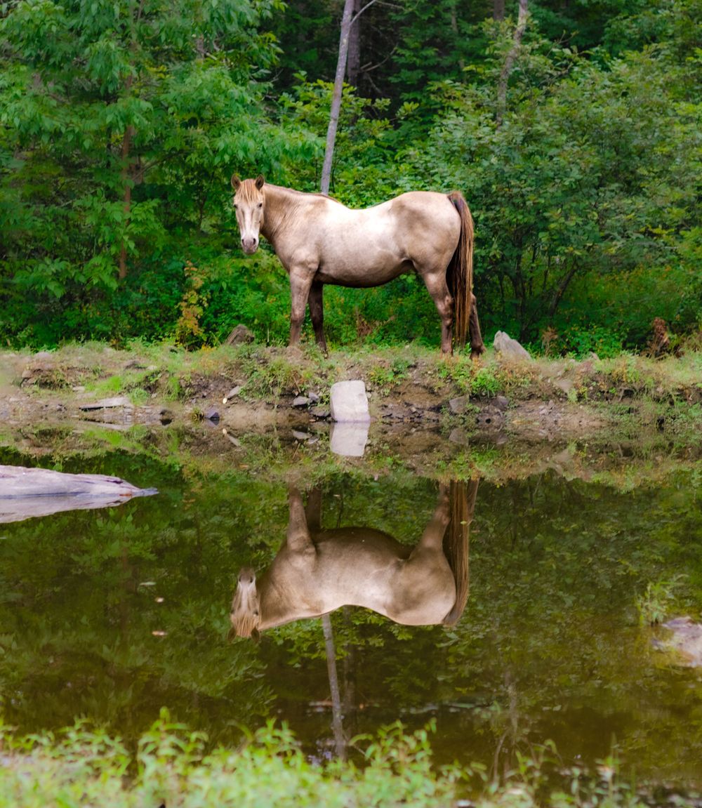 Horses reflected in calm water against a backdrop of green forest vegetation.