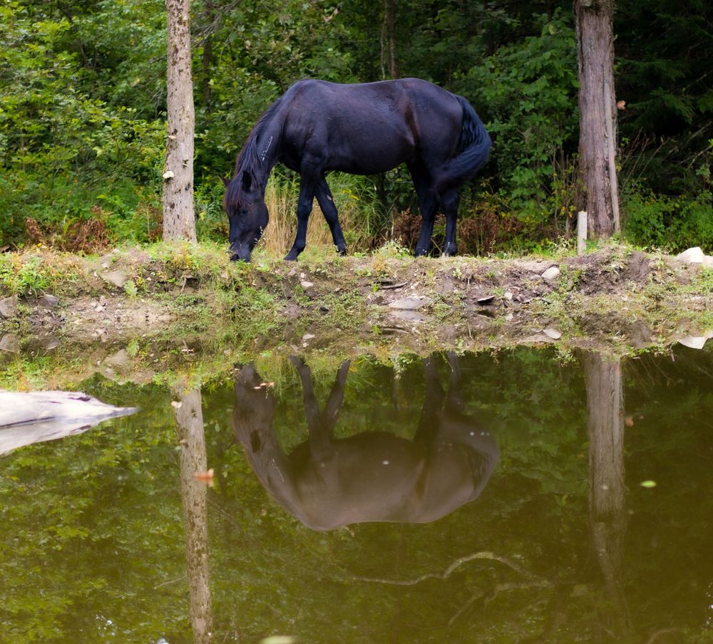 Dark horses standing near a reflective forest pond with tall trees.