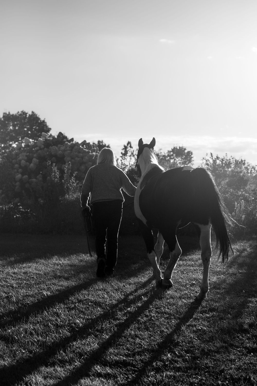 Silhouettes of camels cast long shadows on grassy field during sunset.