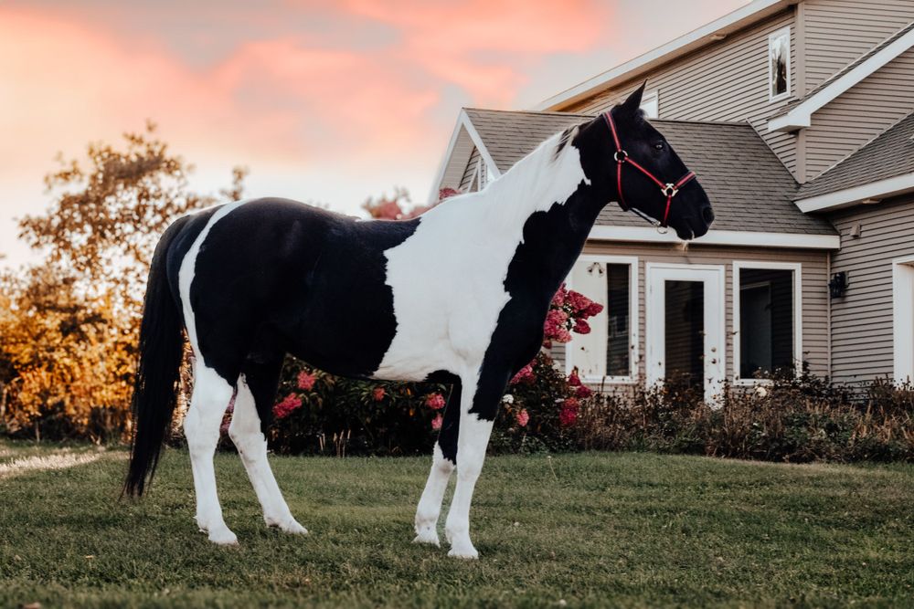 Black and white horse stands next to house during autumn sunset.