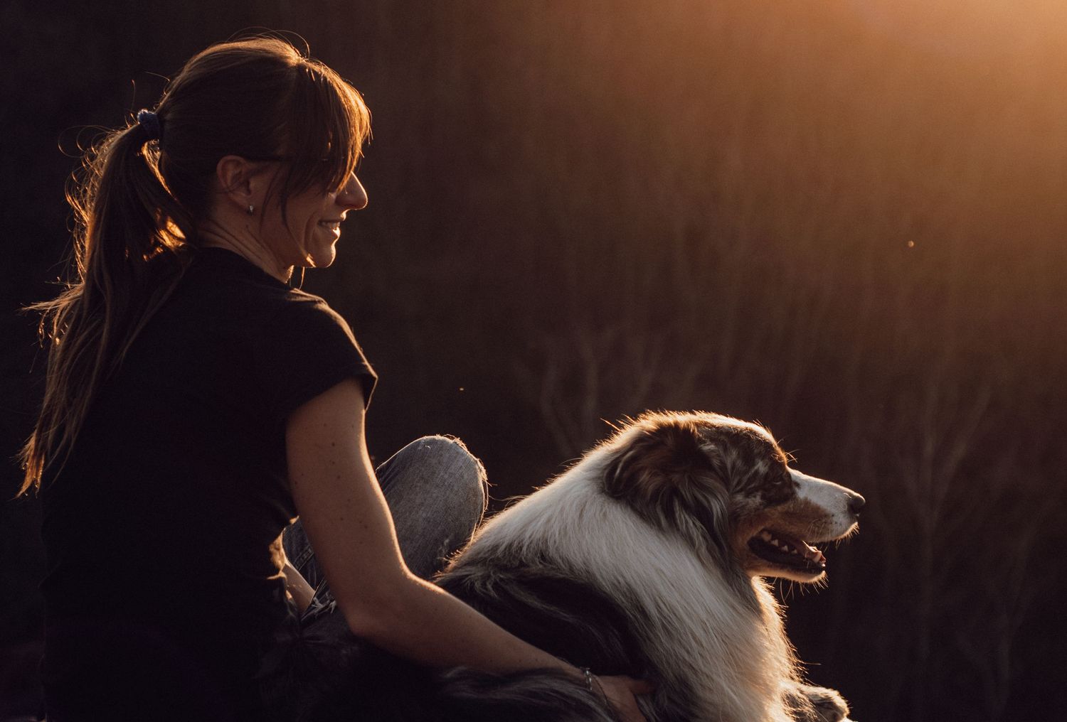 Silhouettes of people and dogs against a golden sunset backdrop.