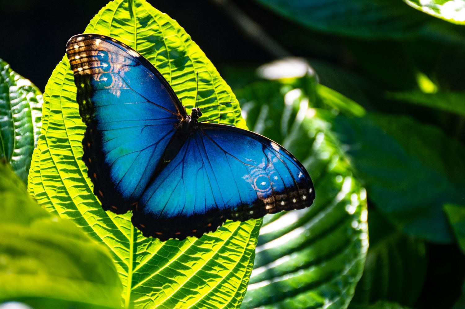 Bright blue morpho butterfly rests on a backlit tropical green leaf.