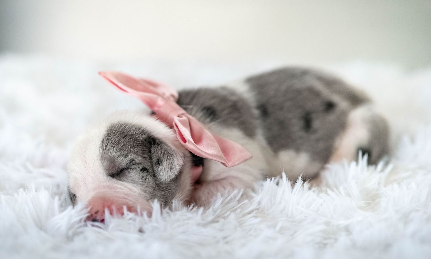 A newborn gray and white piglet sleeping on white fur with a pink bow.