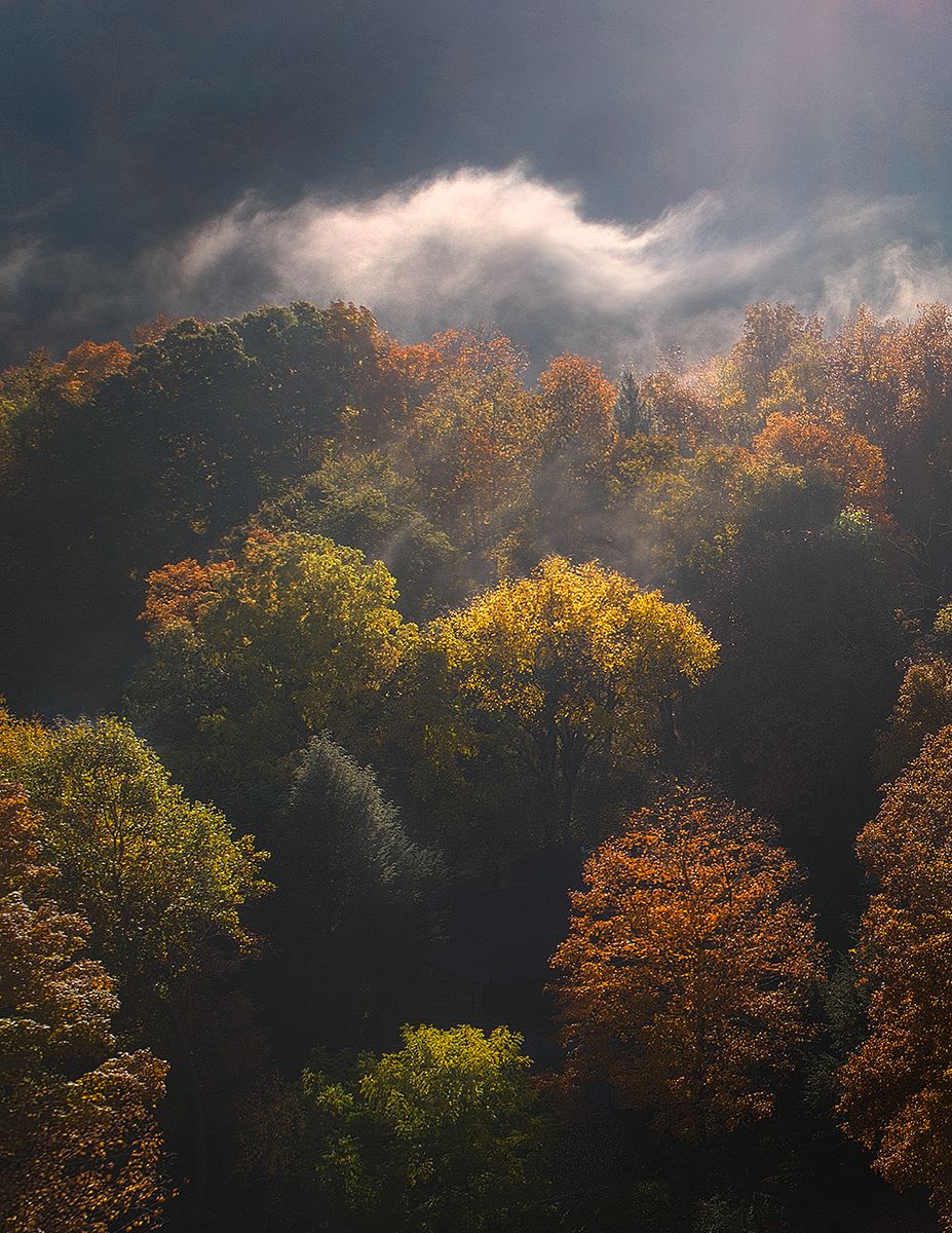 Dramatic autumn forest landscape with golden trees illuminated by sunlight under moody fog.