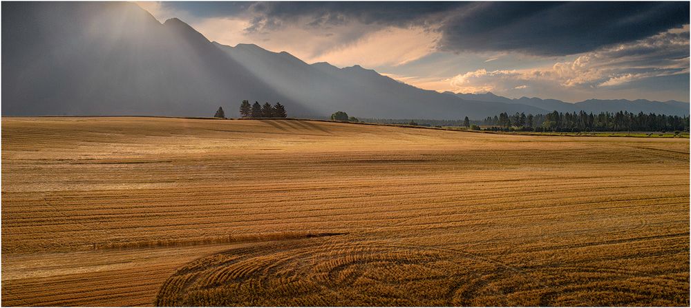 Golden wheat field stretches beneath dramatic mountain range and moody clouds during sunset in rural landscape.