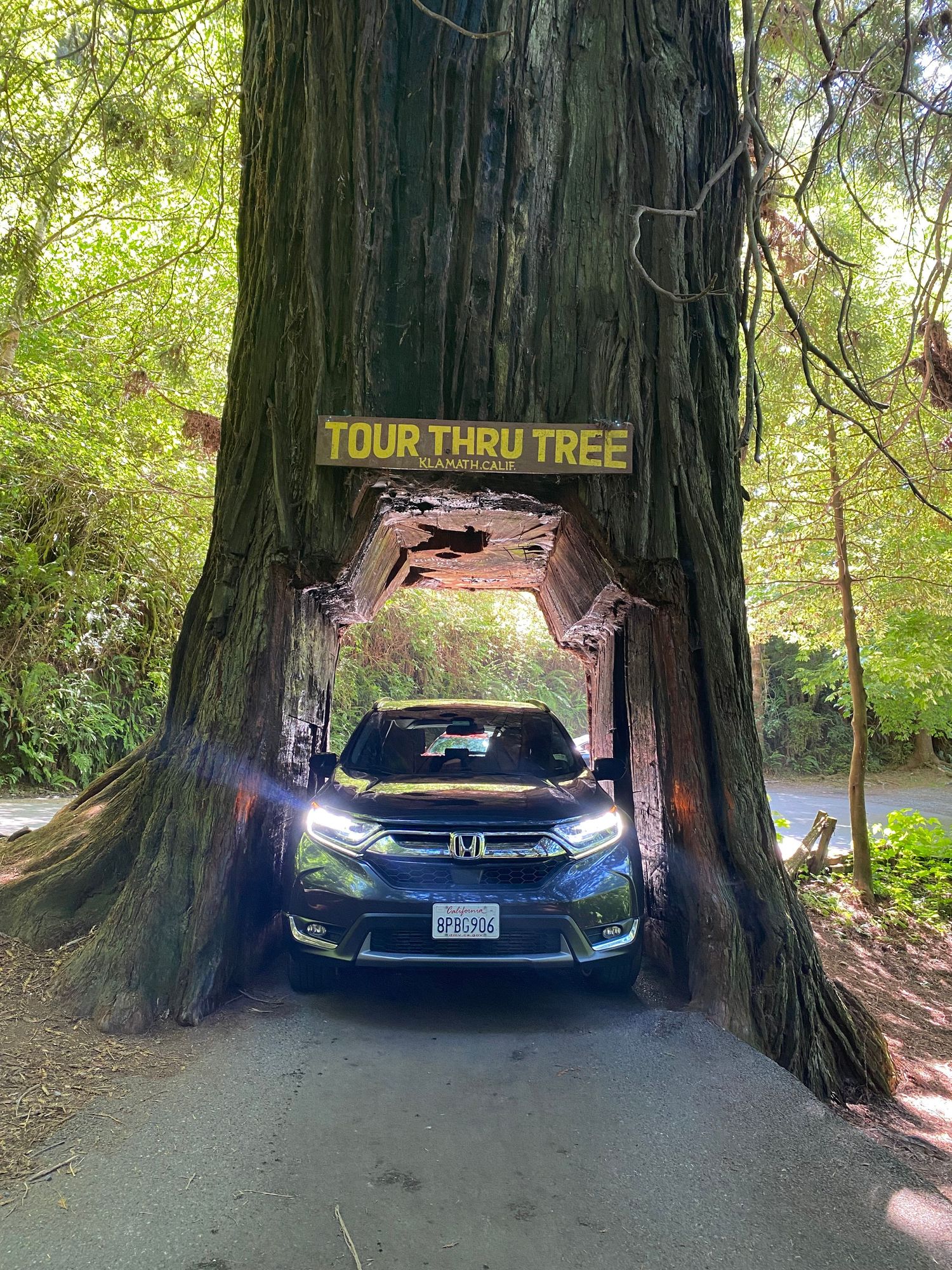 Honda CR-V driving through famous drive-through redwood tree tunnel in Northern California.