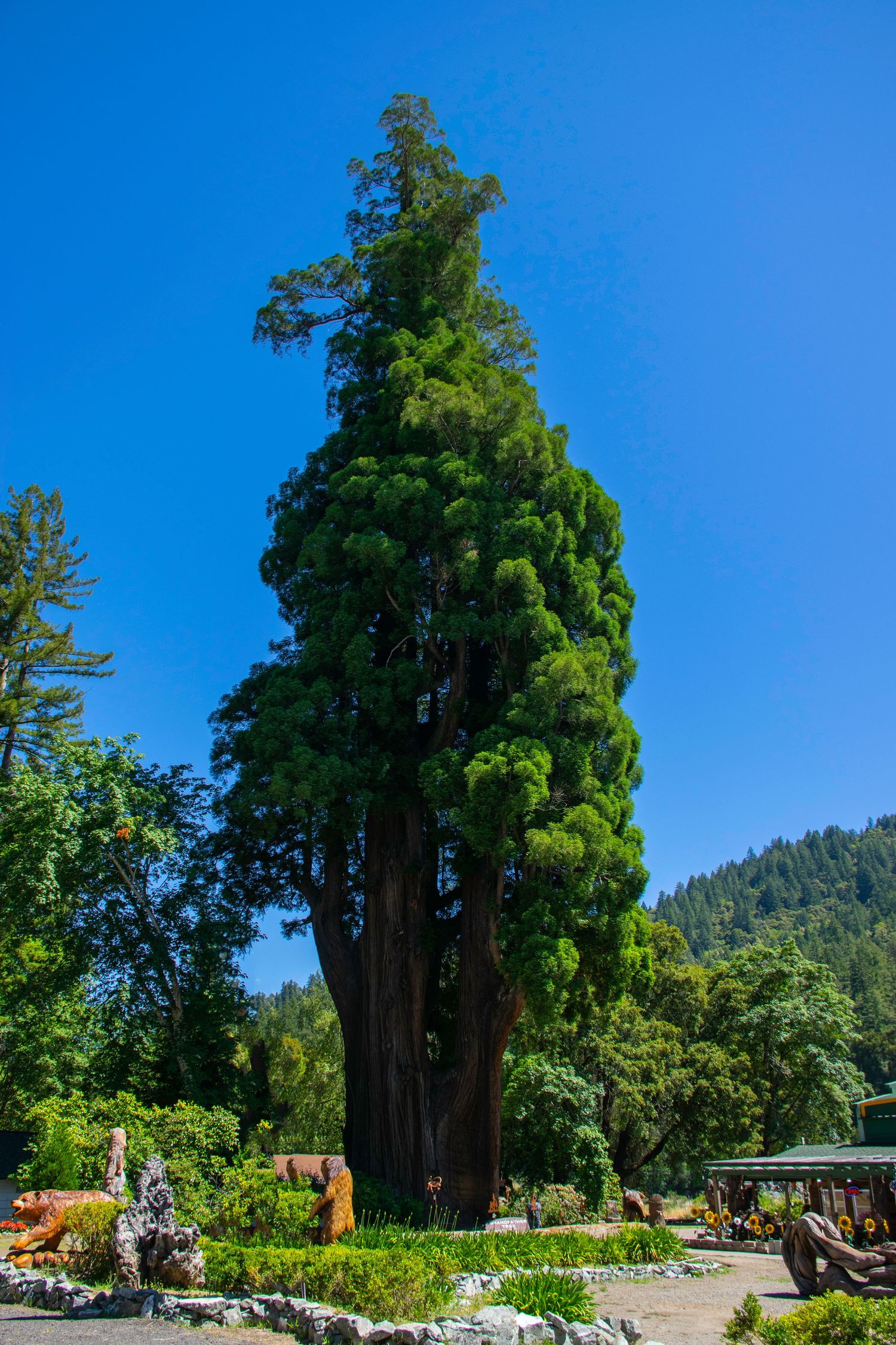Towering evergreen tree stands majestically in a landscaped garden against bright blue sky.