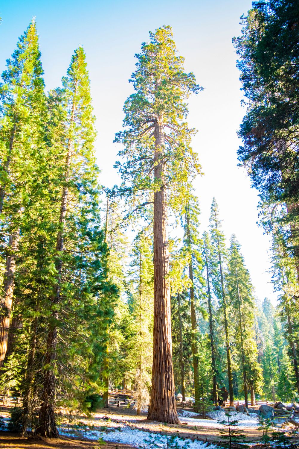 Tall sequoia tree stands among snow-dusted ground with golden sunlight filtering through the forest.