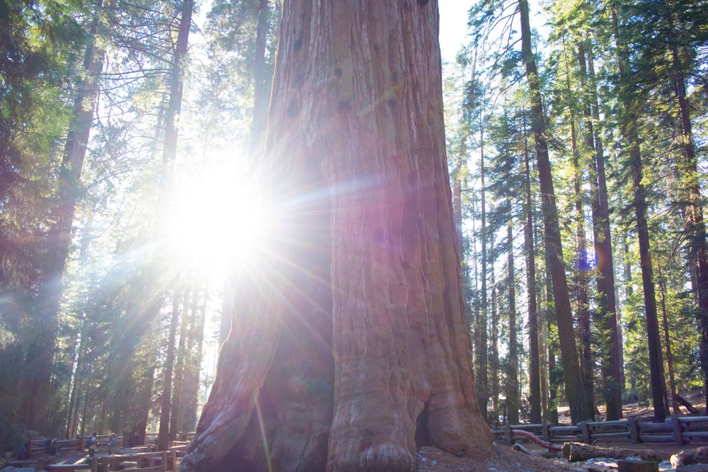 Bright sunburst through giant sequoia trees creates dramatic lens flare in a misty forest setting.