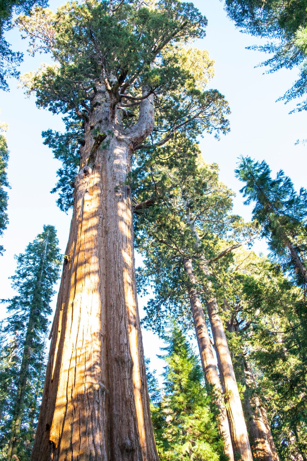 Towering sequoia tree catches morning light while standing majestically among other forest giants.