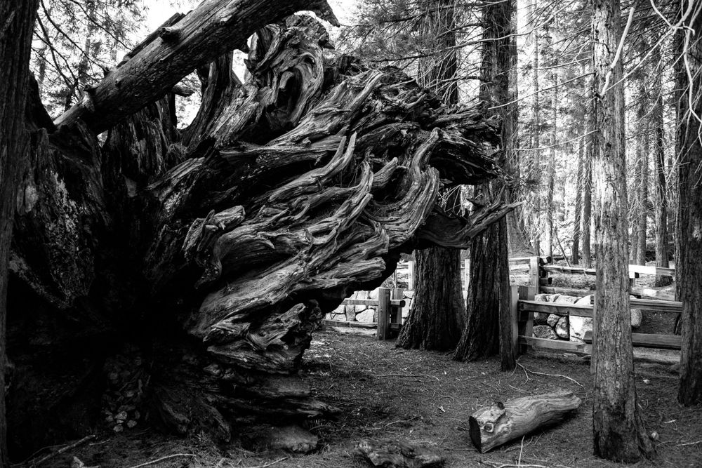 Black and white photo of an exposed giant sequoia root system with wooden walkway in background.