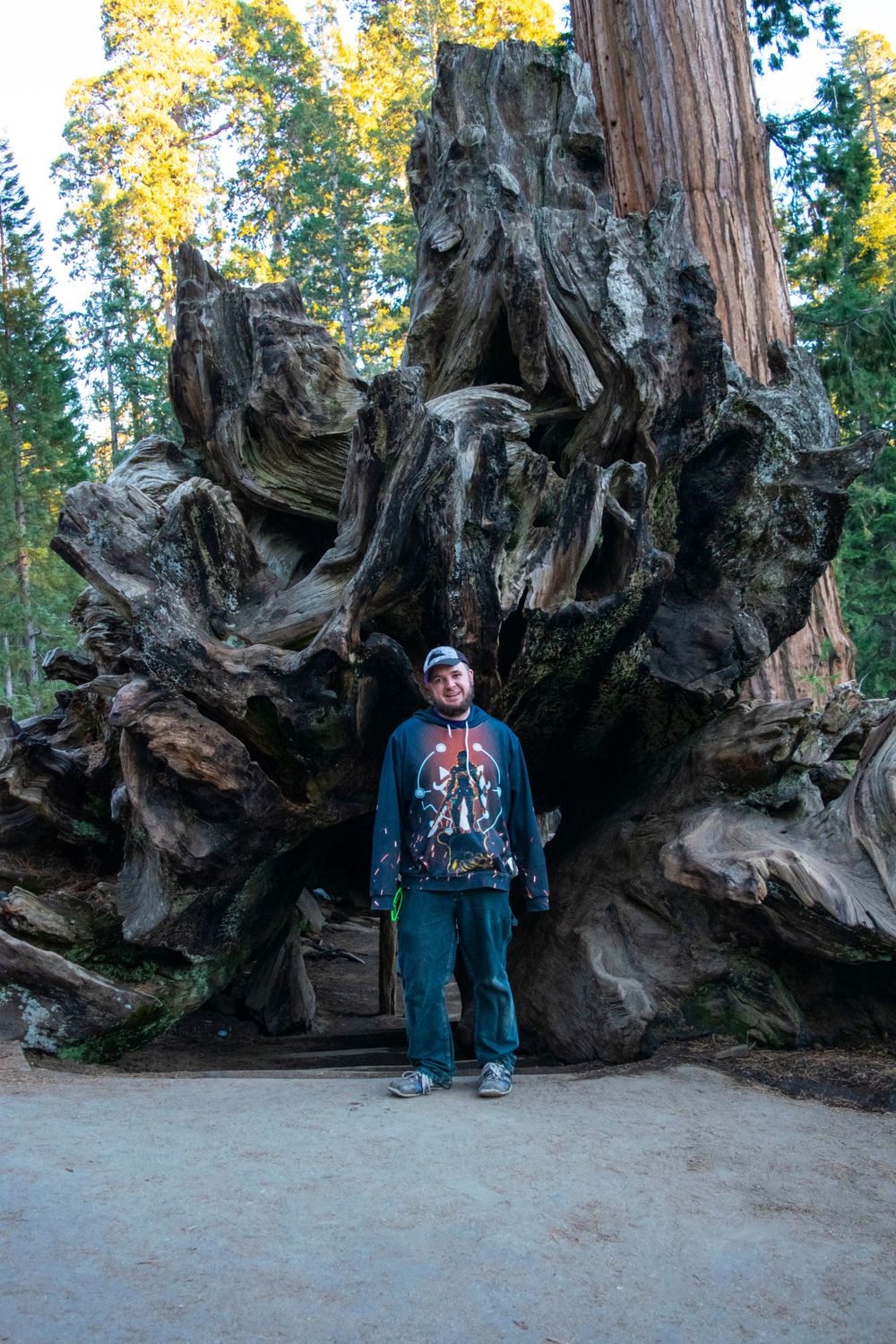 A massive gnarled tree root system towers over a visitor at Sequoia National Park.