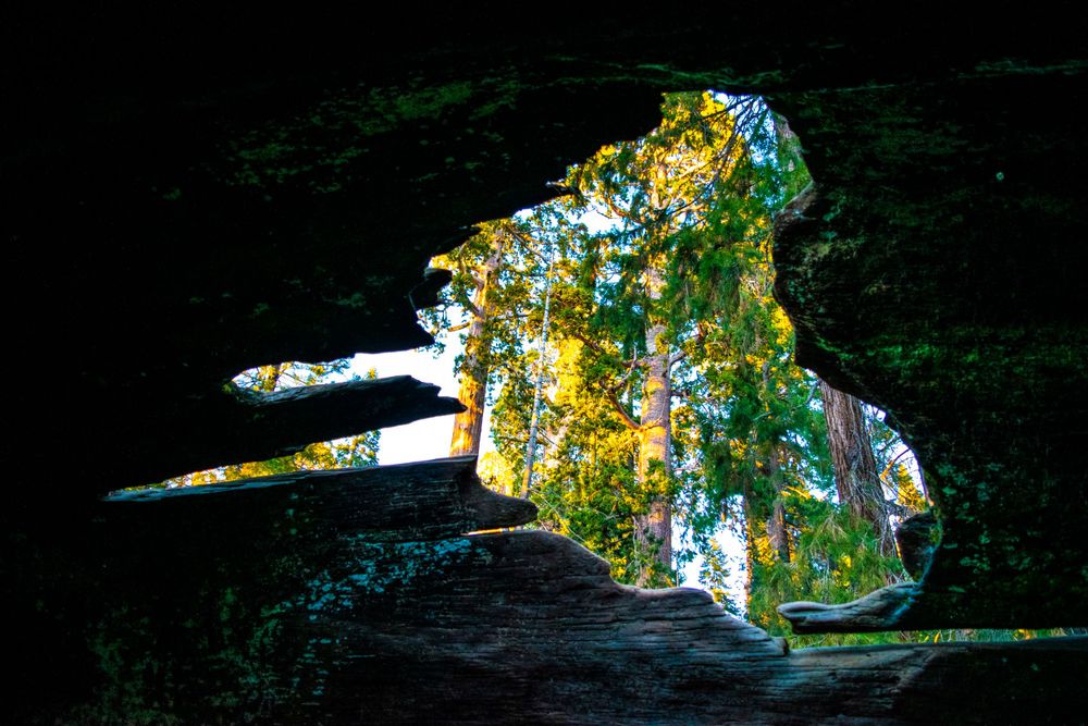 Sunlight streams through a hollow tree trunk creating a dramatic natural window effect.
