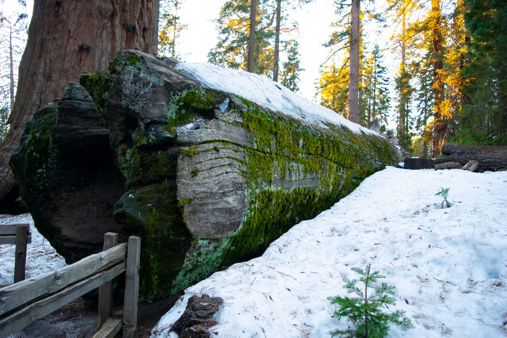 A fallen snow-covered sequoia log with moss growing on its side in a winter forest setting.