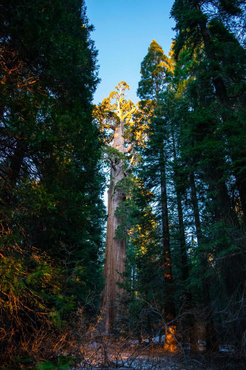 Golden sunset light illuminates the top of a towering sequoia tree against a blue sky.