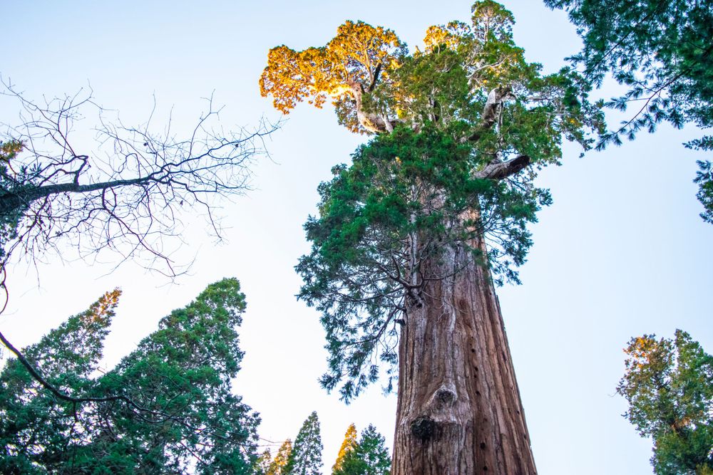 Majestic sequoia tree reaches toward the sky with golden autumn foliage at its crown.