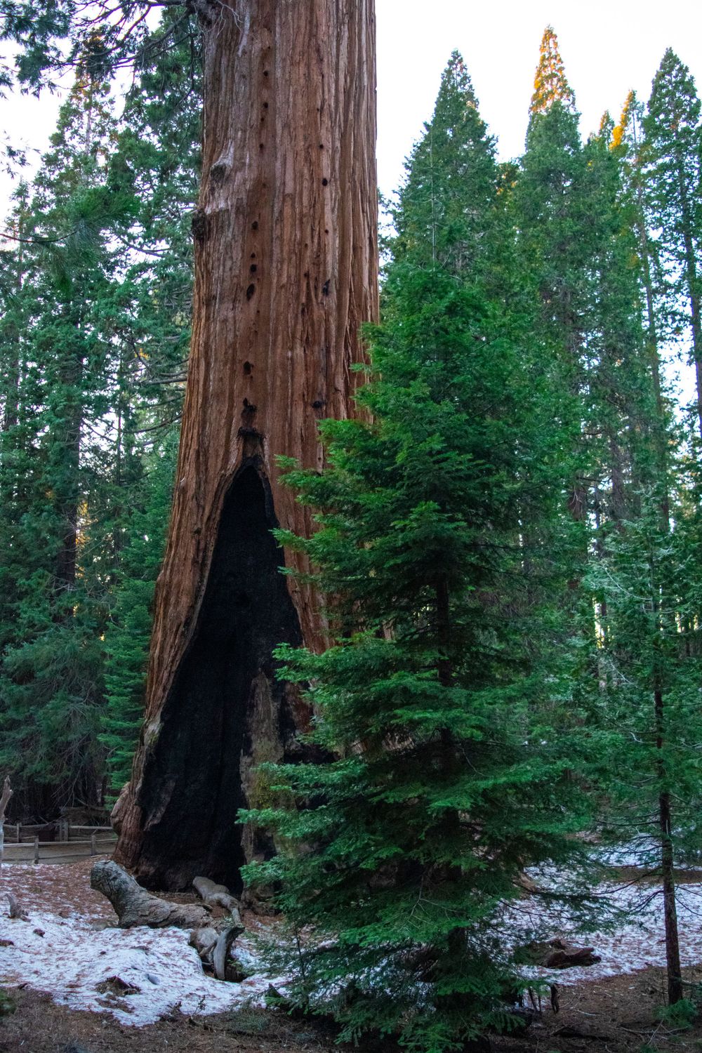 A giant sequoia tree with a large burn scar at its base stands among snow-dusted forest ground.
