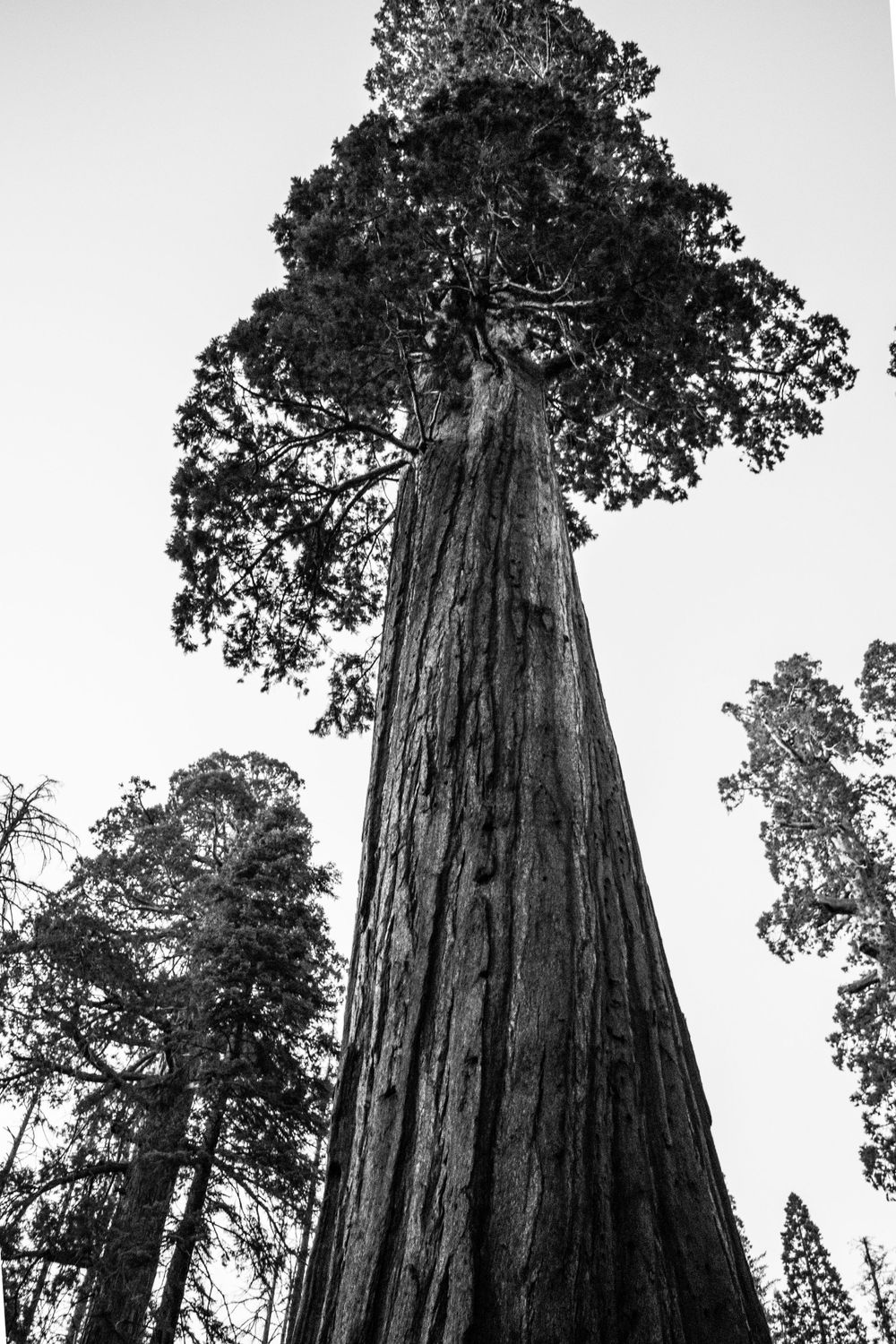 Black and white photograph of a massive sequoia tree trunk stretching dramatically toward the sky.
