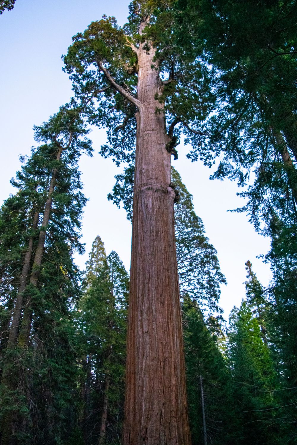 Tall sequoia tree trunk rises straight up through the forest canopy.