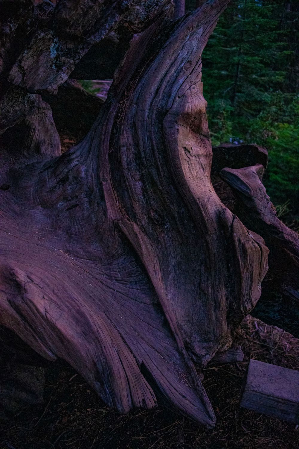 Weathered tree root structure creates intricate patterns in evening light.