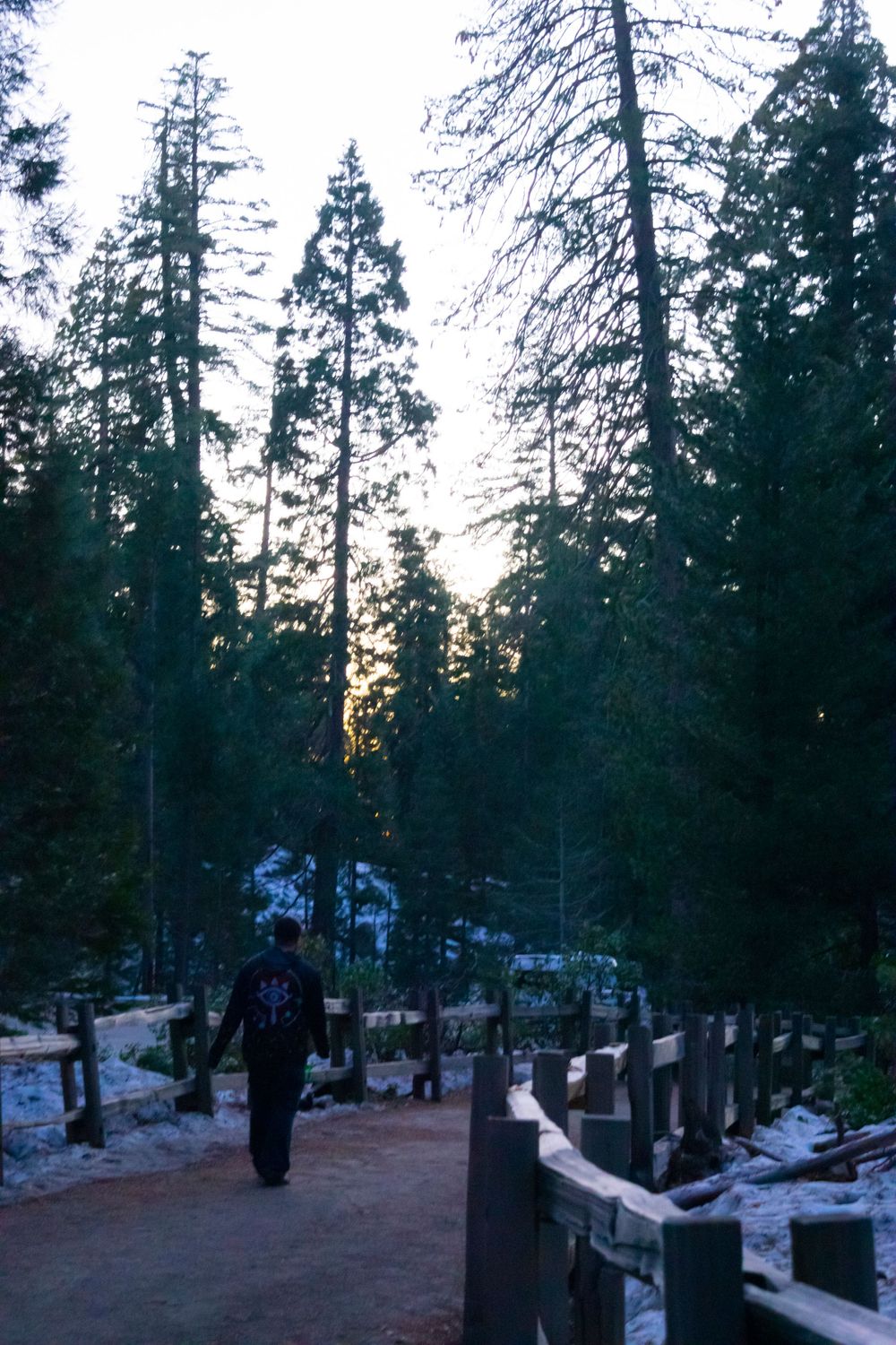 A snowy forest path winds through towering sequoia trees at dusk.