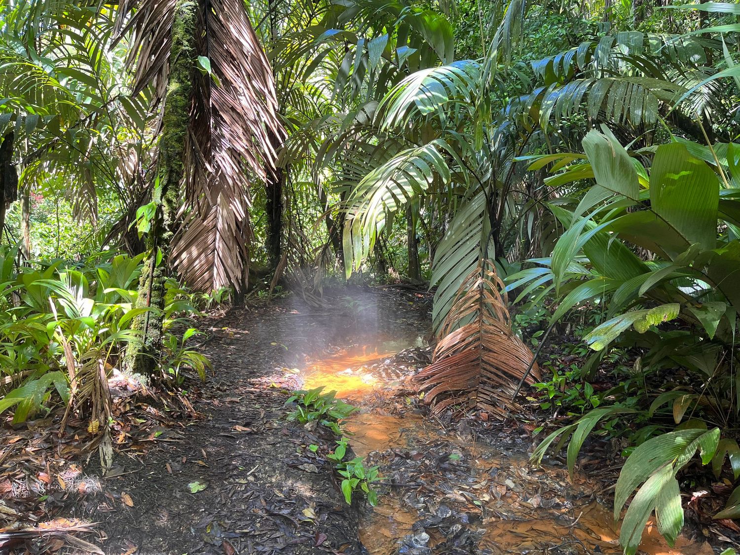 Sunlit tropical garden path with palm trees and misty atmosphere creating a magical ambiance.