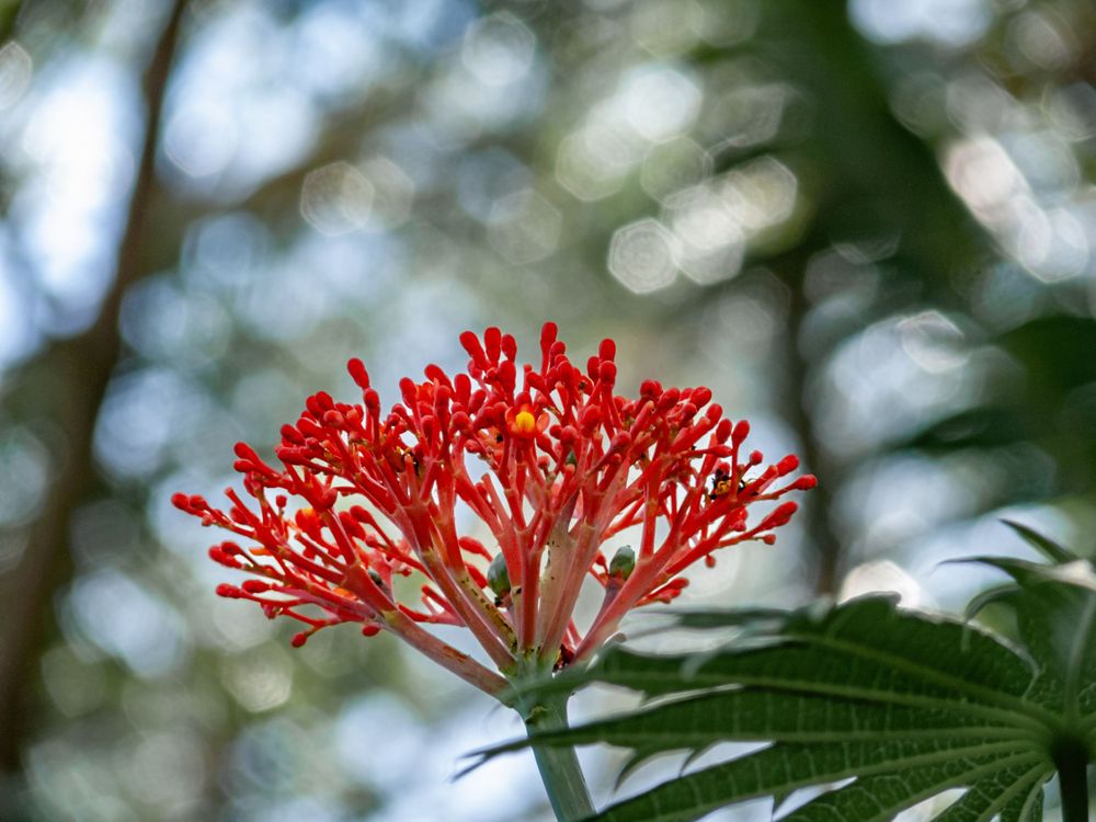 Close-up of a red spider lily flower with delicate branches against bokeh background.